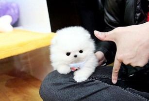 Μεγαλοπρεπής Pomeranian κουτάβια