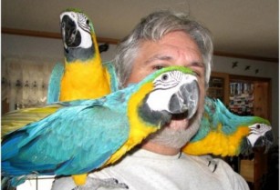 Talking Macaw Parrots for Sale