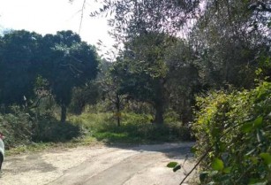 Οικόπεδο 1130τμ