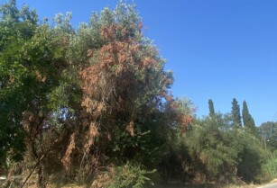 ΟΙΚΟΠΕΔΟ -ΚΕΡΚΥΡΑ